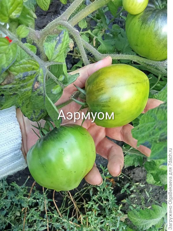 Auermyom Apgue