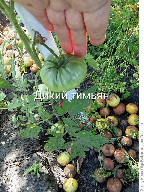 Дикий тимьян