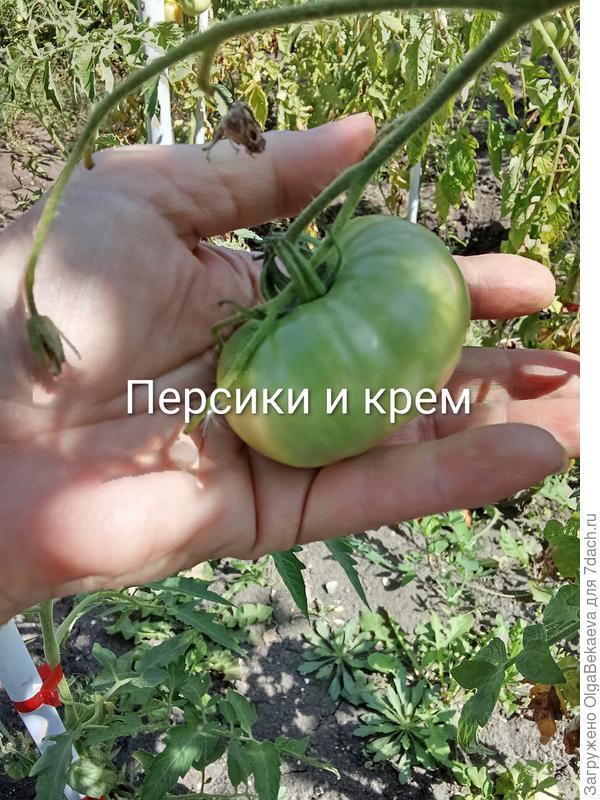 Персики и крем