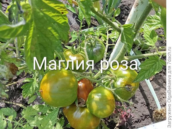 Маглия роза (Розовая майка)