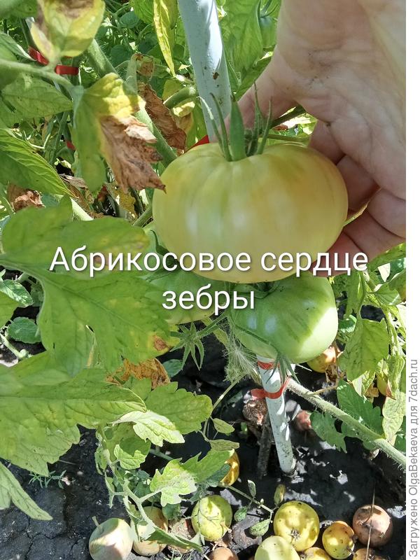 Абрикосовое сердце зебры