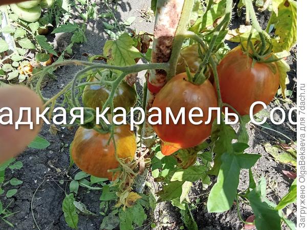 Сладкая карамель Софии