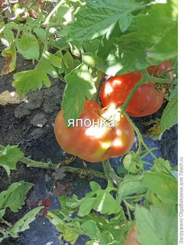 Японка из присланных семян