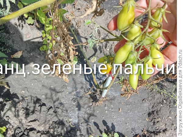 Мои танцующие зелёные пальчики