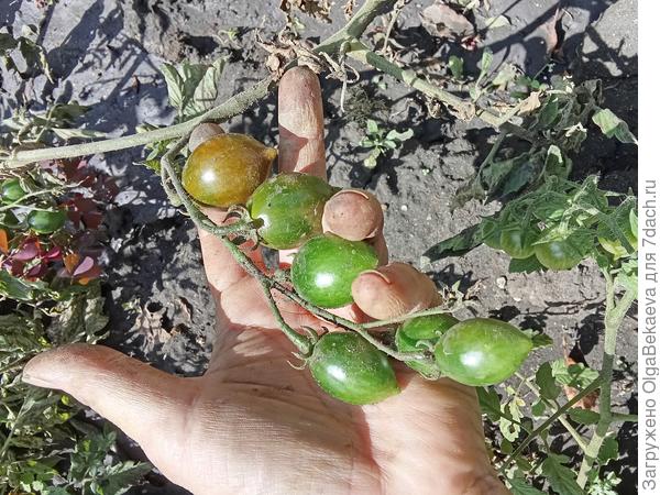 Эти пока не определила