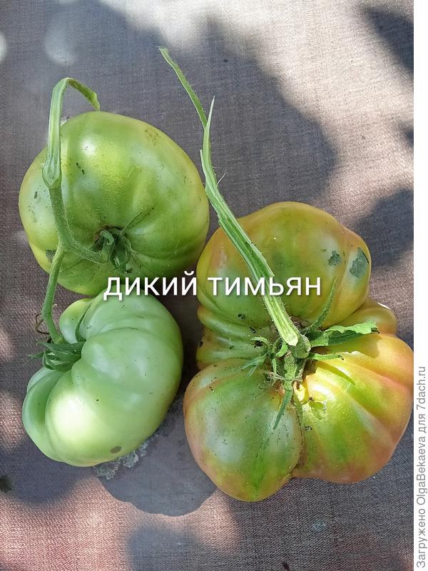 Дикий тимьян, если не перепутала