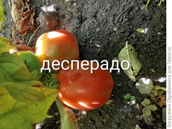 Гном Десперадо