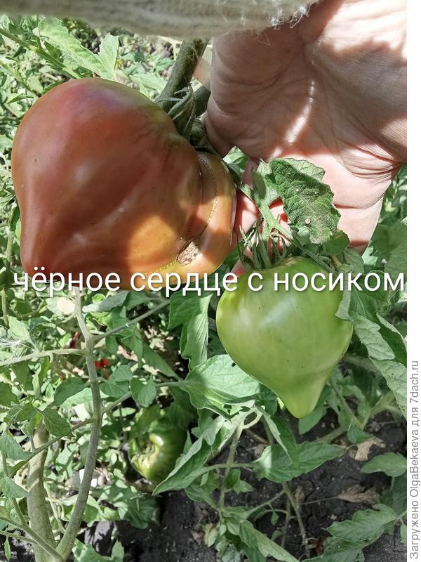 Чёрное сердце с носиком от Борисовны