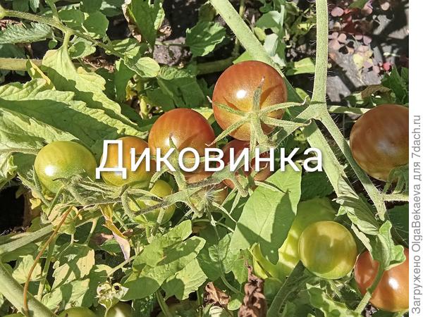 Диковинка от Аэлиты