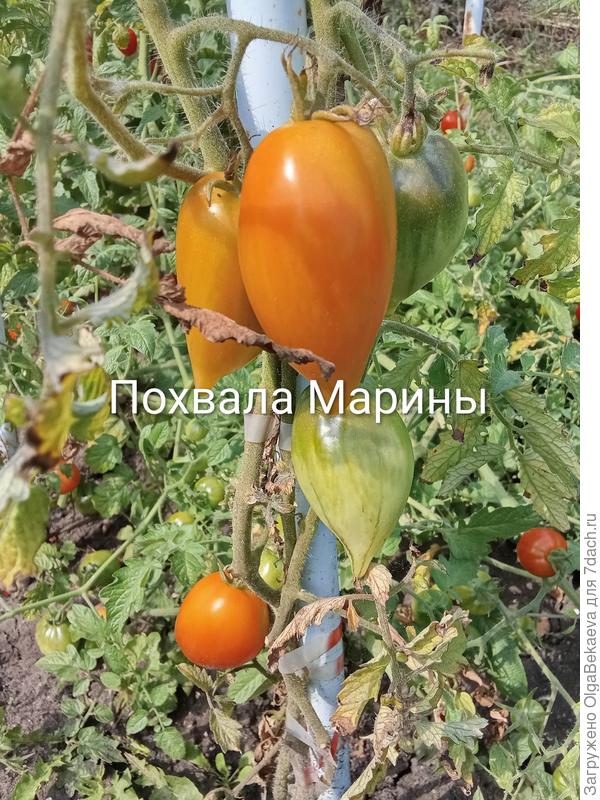 Похвала Марины