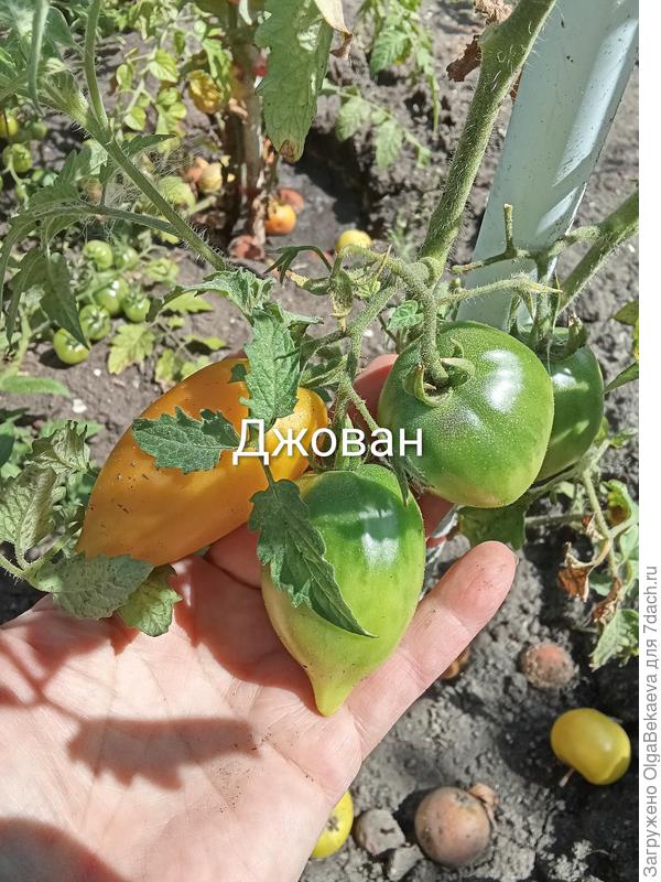 Джован jovan
