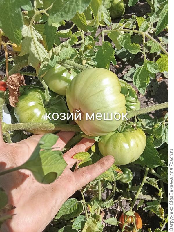 Козий мешок ещё зелёный.