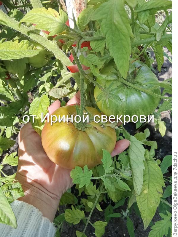 Огромные от Иркиной свекрови