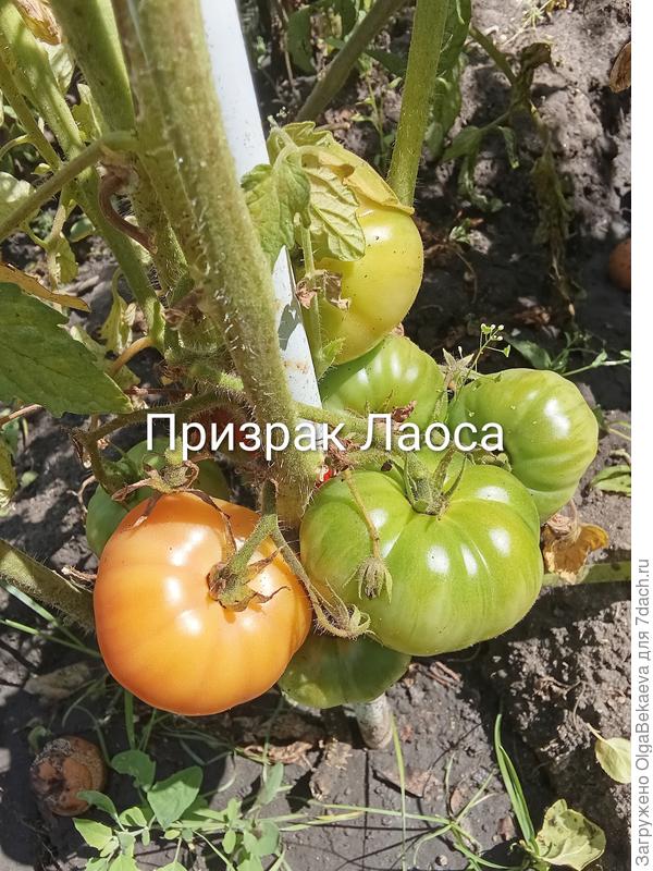 Призрак Лаоса