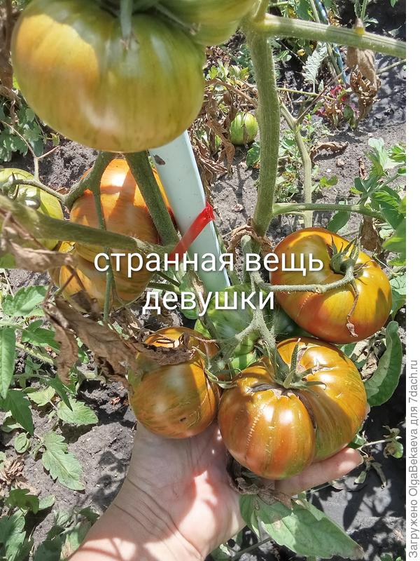 Странная вещь девушкиной Девушки