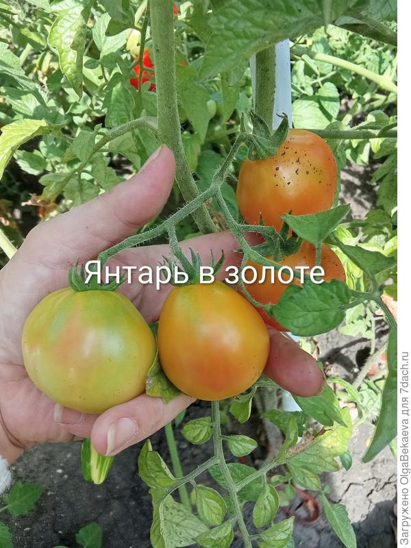 Янтарь в золоте