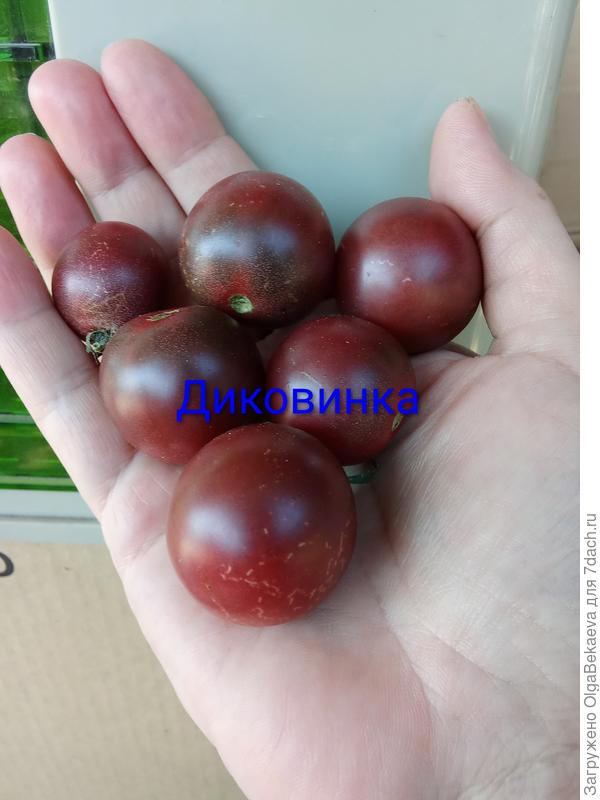 Диковинка от Аэлиты