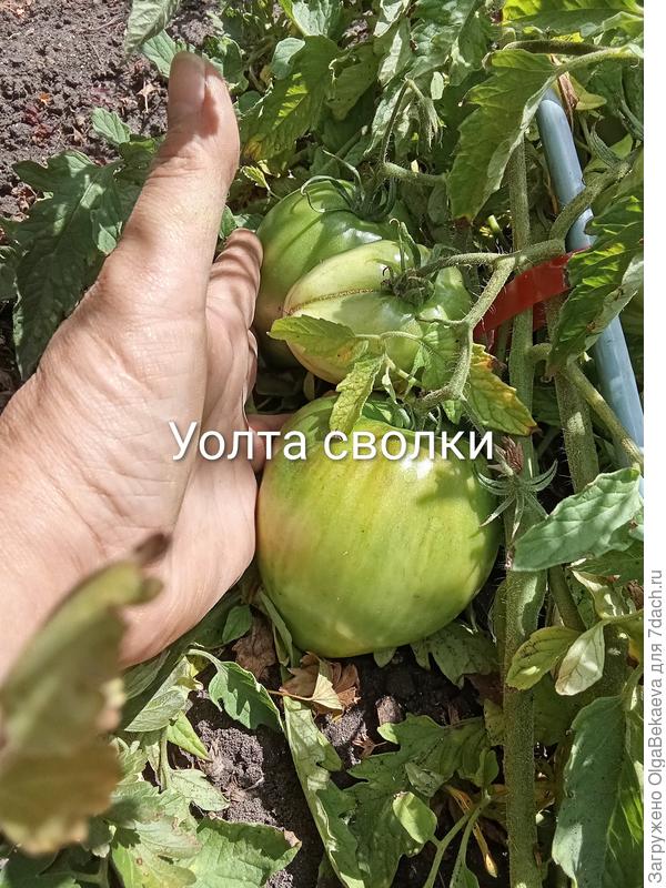 Сердце Уолта Сволки