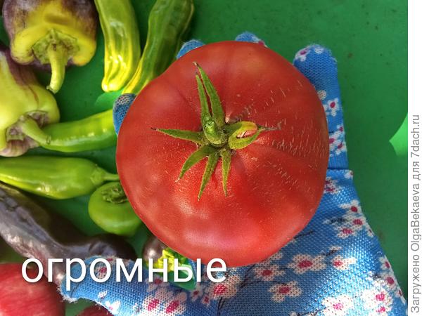 Огромные от Иркиной свекрови