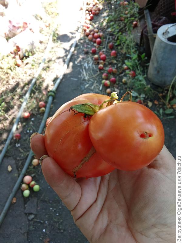 Носатый помидор