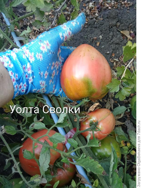 Сердце Уолта Сволки