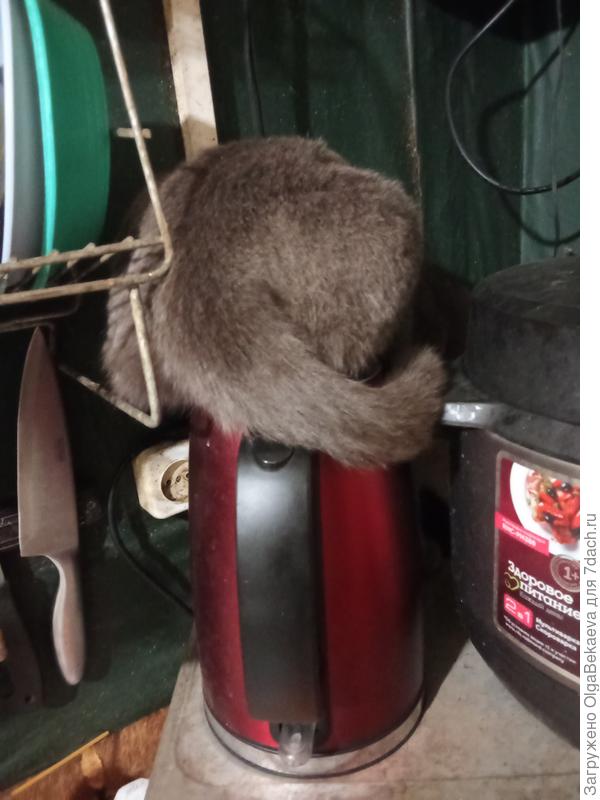 Кошка охотится.