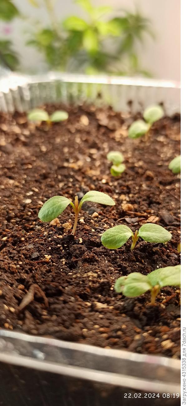 А вот так не узнаёте? ) Прошло 5 дней с посева, пока в тепличке держу, но боюсь загубить по незнанию. Растут очень быстро, однако. Настоящий лист пока свернут в трубочку - удивительно.