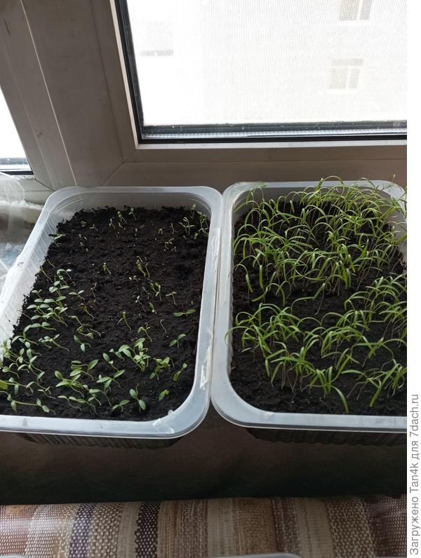 Петрушка/ укроп