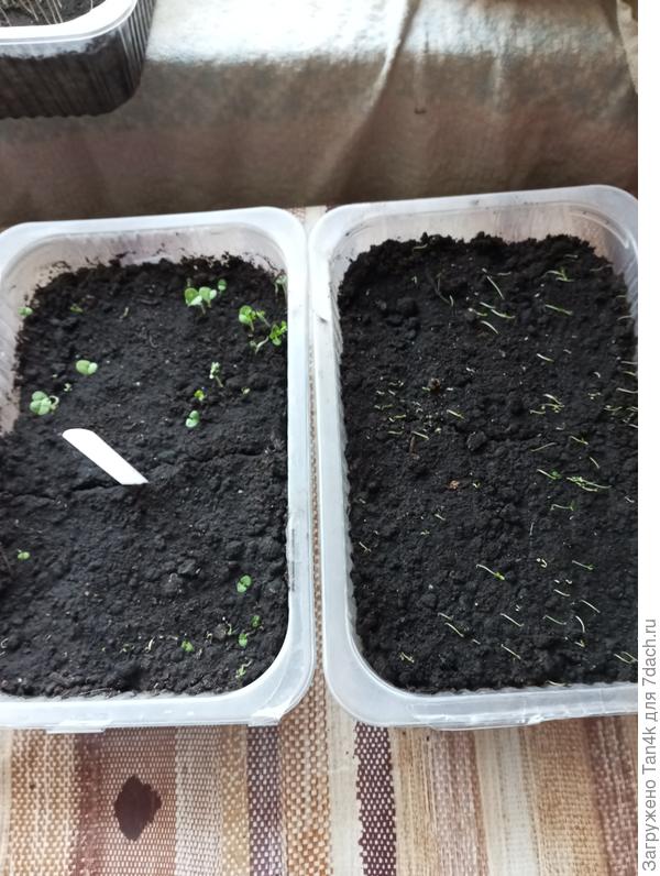 Базилик/сельдерей