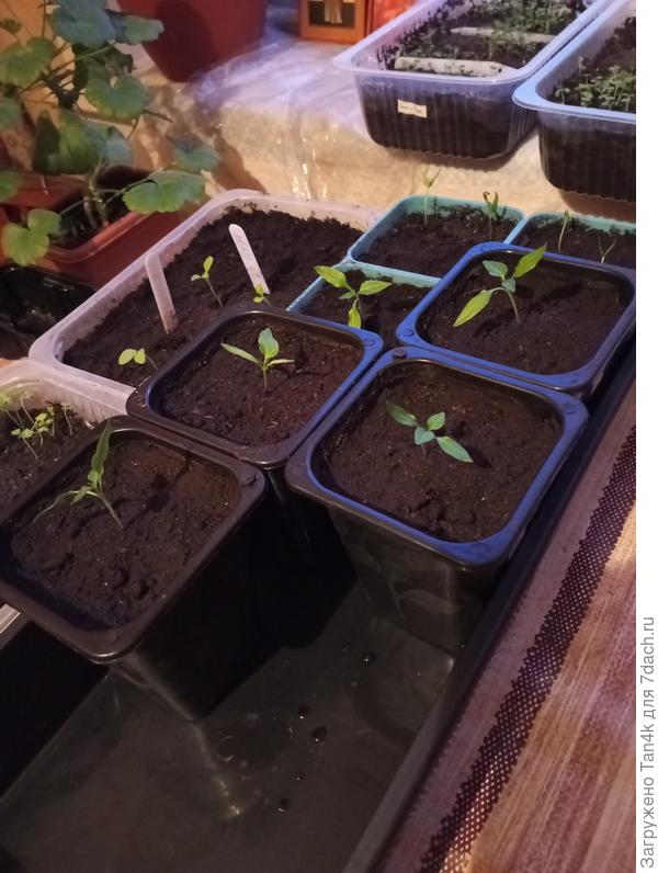 Острые перчики