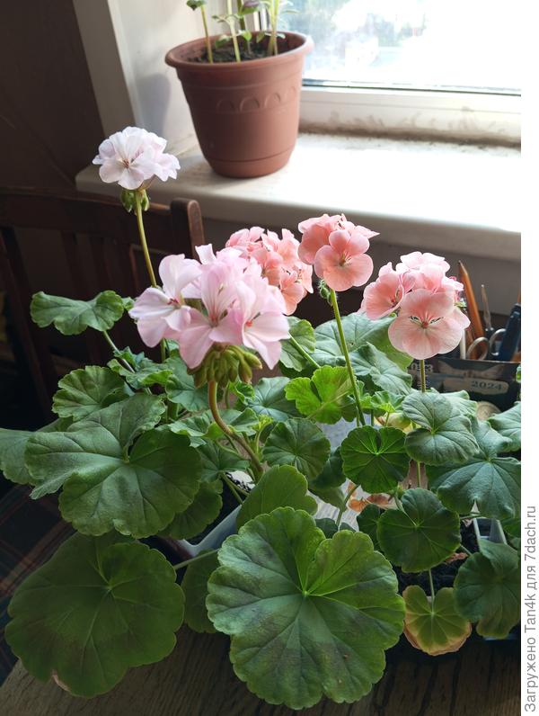 Ярка и Рафаэлла