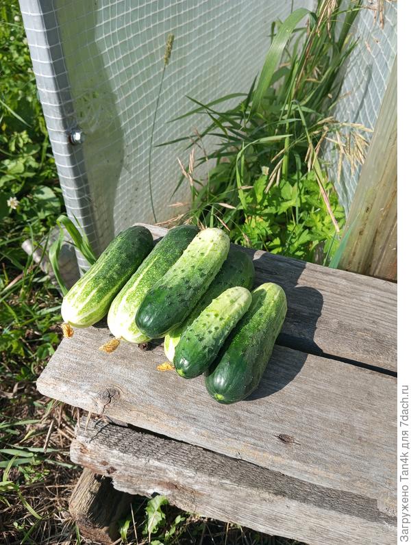 Огурцы зелёный пигмей