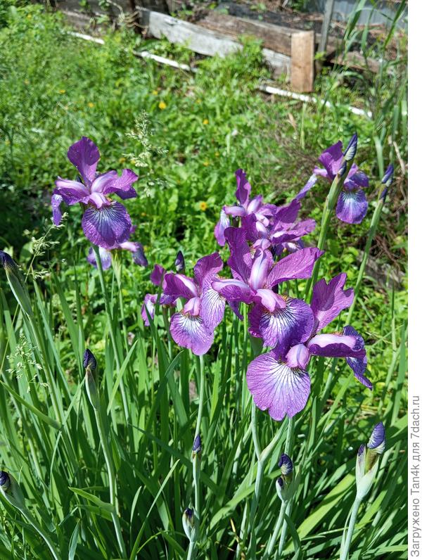 Ирис сибирский
