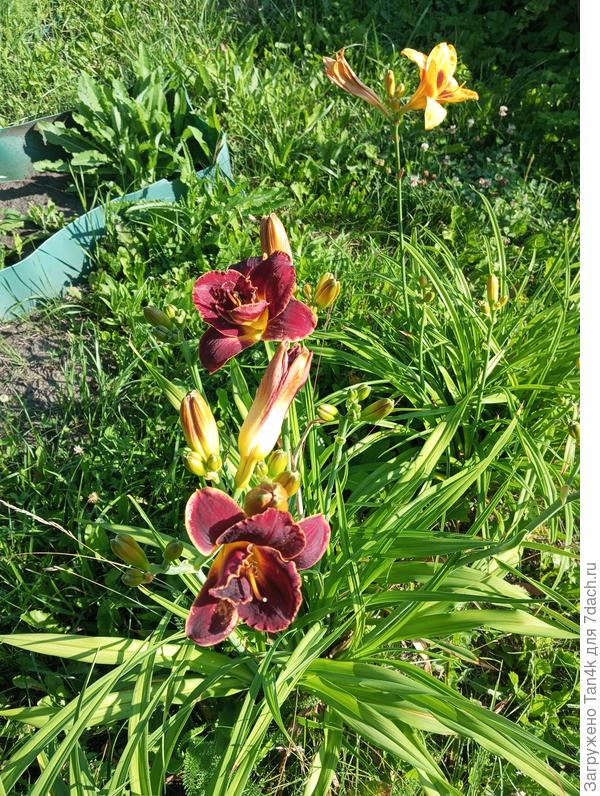 Лилейник Алабама сламмер