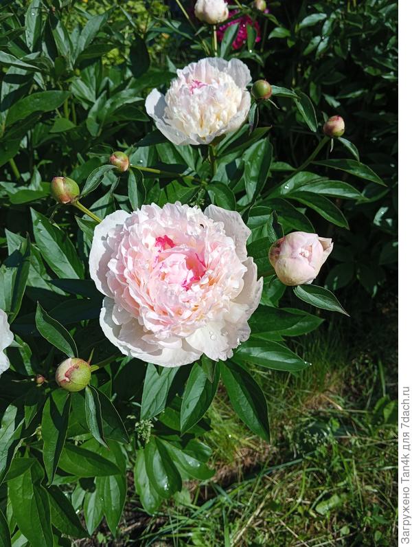 Фестива Максима