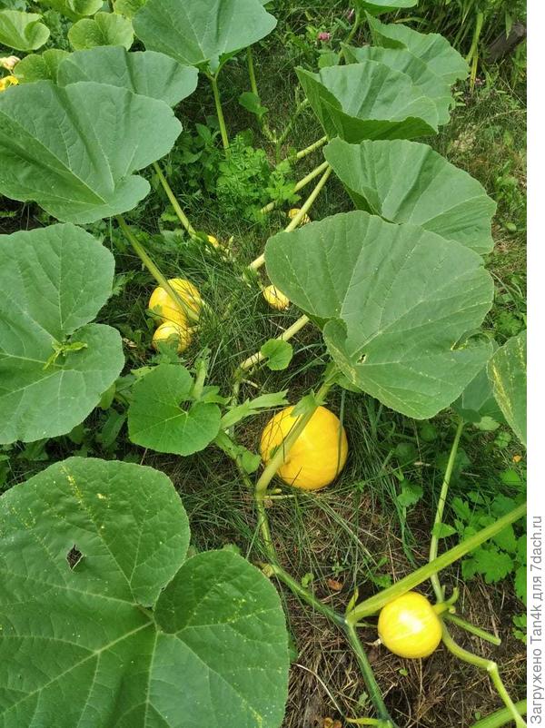 Одна из... Сорт россиянка