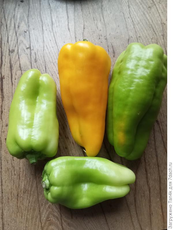 Золотой лапоть