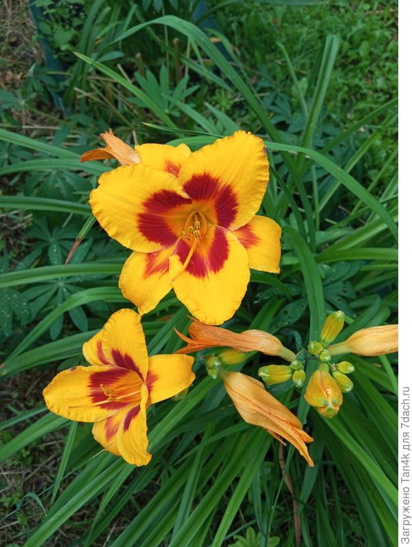 Пампкин бандит