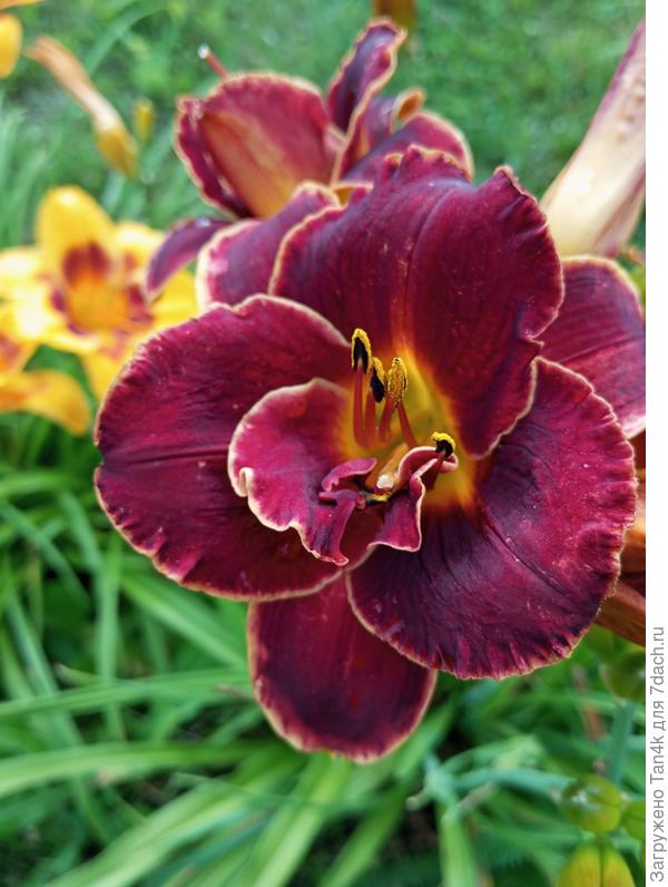 Алабама сламмер