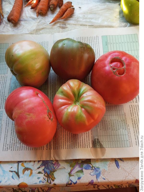 Вверху посередине - чёрный барон, остальные севрюга