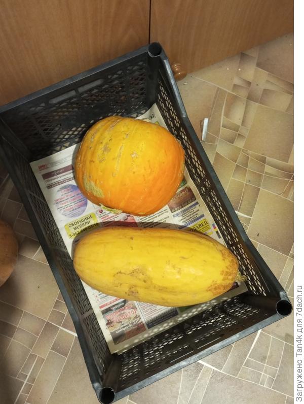 Круглая Россиянка, длинная - розовый банан