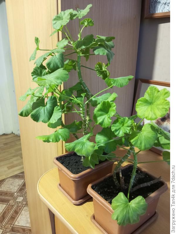 Проблемные кусты