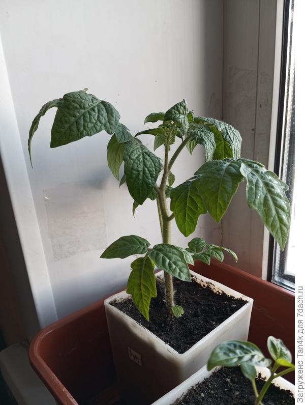 Урулу охра 54 дн