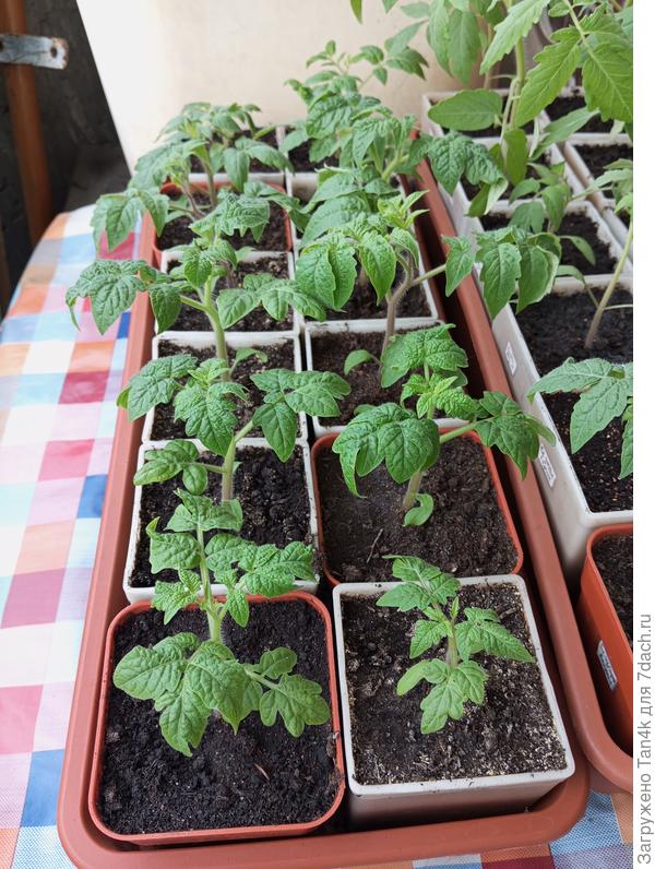 Гномы, месяц от всходов