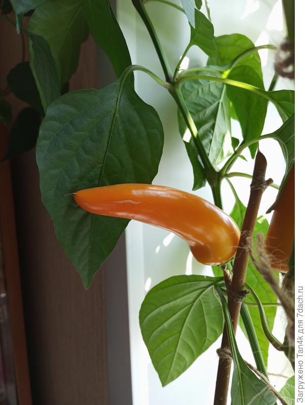 Золотая оса