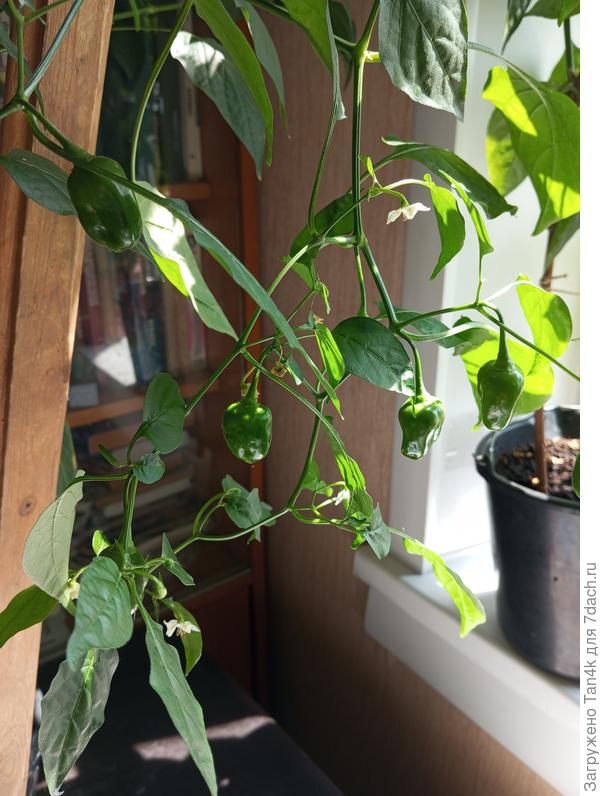 Жгучая радость