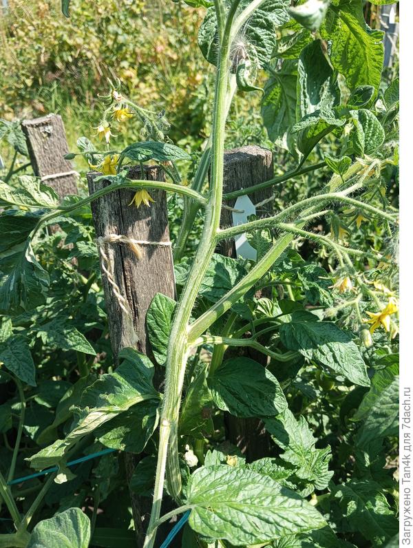 Ниму пестролистный