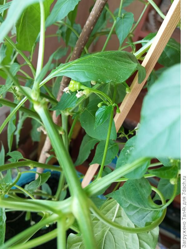 Жгучий блондин