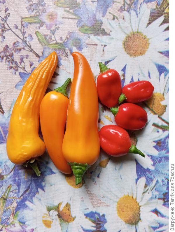 Золотая оса и жгучая радость