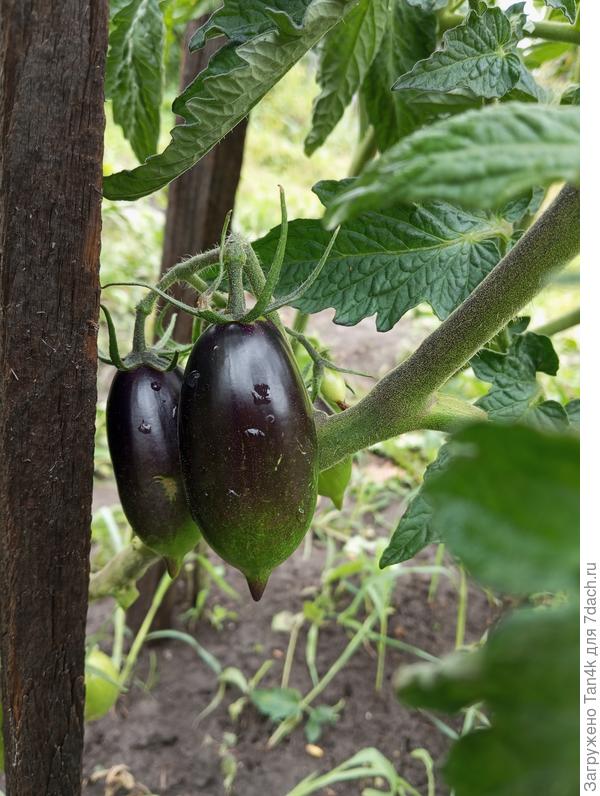 Бой с тенью